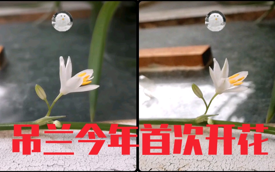 【裸眼3D】吊兰开花的过程哔哩哔哩bilibili