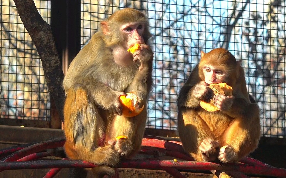 动物园猴子日常花絮