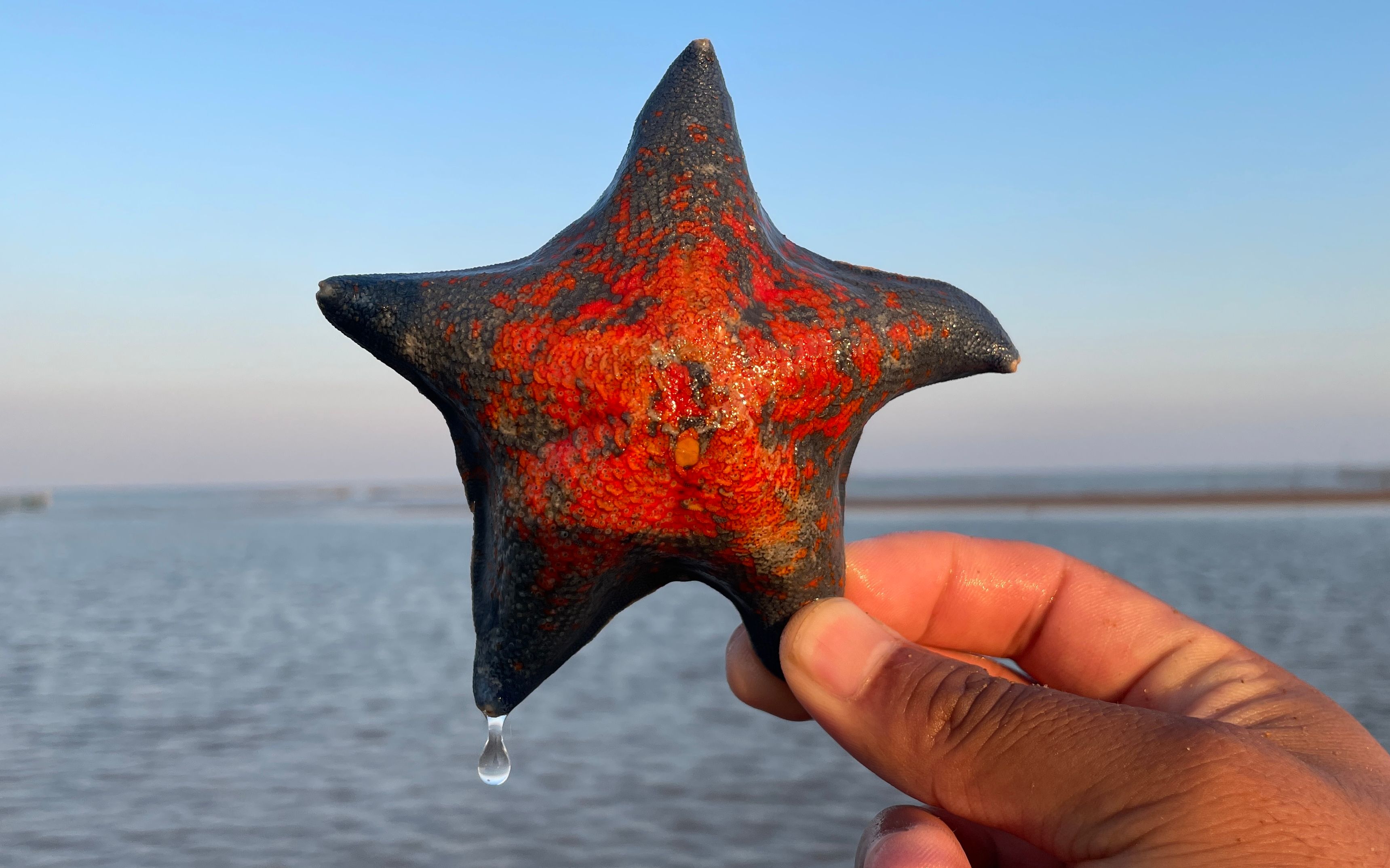 遇到就有好运,大齐赶海抓到一条龙尾鱼,还有漂亮的海星