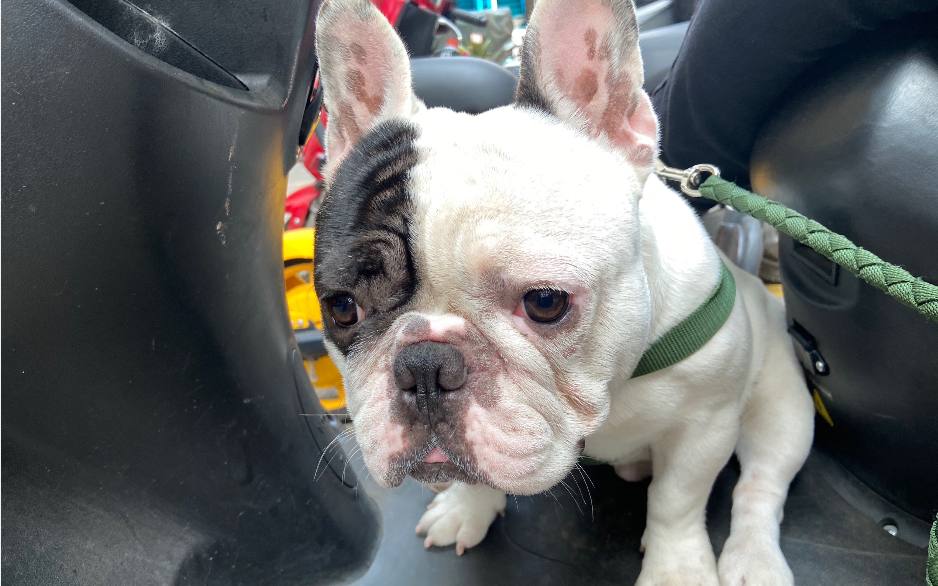 法斗胖嘟|笼子如监狱.