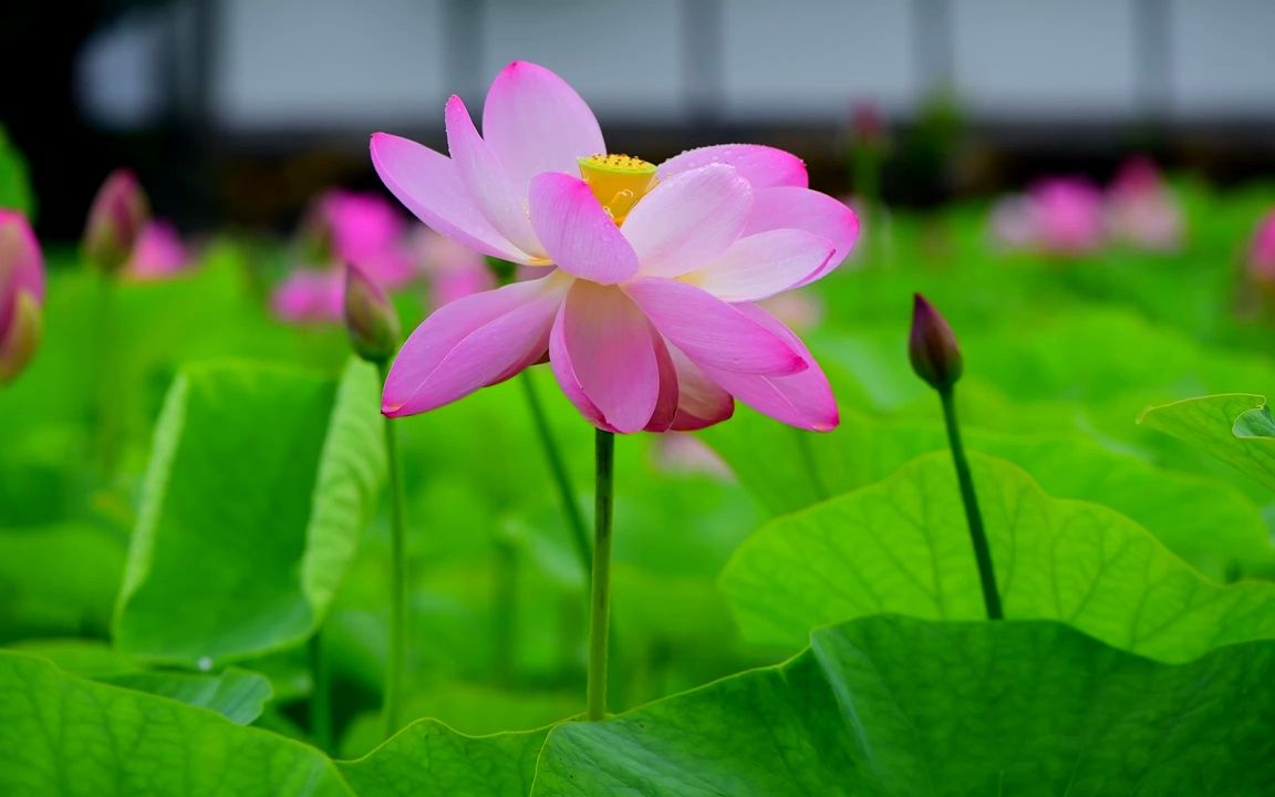 视频素材 ▏d805 2K画质唯美浪漫荷花莲花盛开花朵鲜花绽放荷叶荷塘夜色盛夏天诗歌朗诵学校晚会比赛清廉夏天景色舞台LED背景视频素材哔哩哔哩bilibili