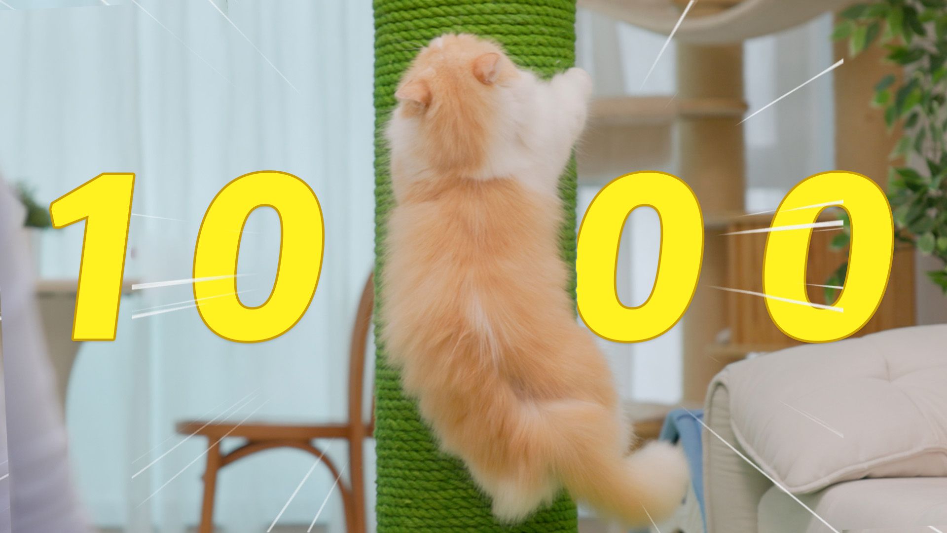 啥家庭啊,一口气给五只猫花了10000元?!-花花与三猫CatLive-花花与三猫CatLive-哔哩哔哩视频