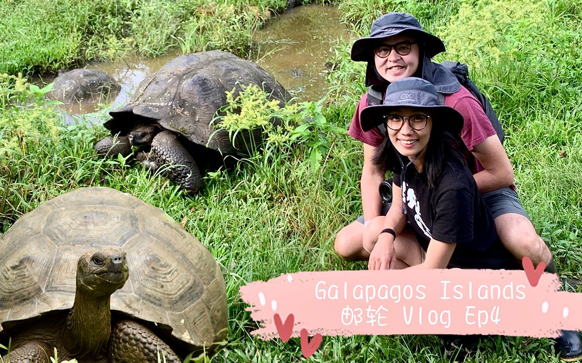 [图]Galapagos Islands Vlog Ep4 大结局｜再见? 岛上的神奇动物们｜终于看到了超大象龟｜回到基多｜试吃厄瓜多尔特色烤天竺鼠