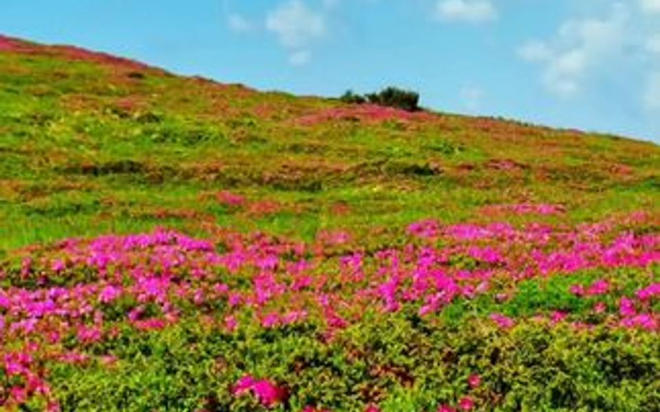 远方的山坡上 一阵阵野花香 他乡的山水虽然是好 可我更爱我的故乡哔哩哔哩bilibili