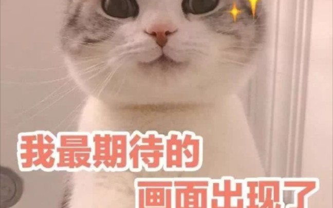 [图]【金渐层猫猫】一窝金渐层小奶猫，卡哇伊ฅฅ*(转载自熊团日记)