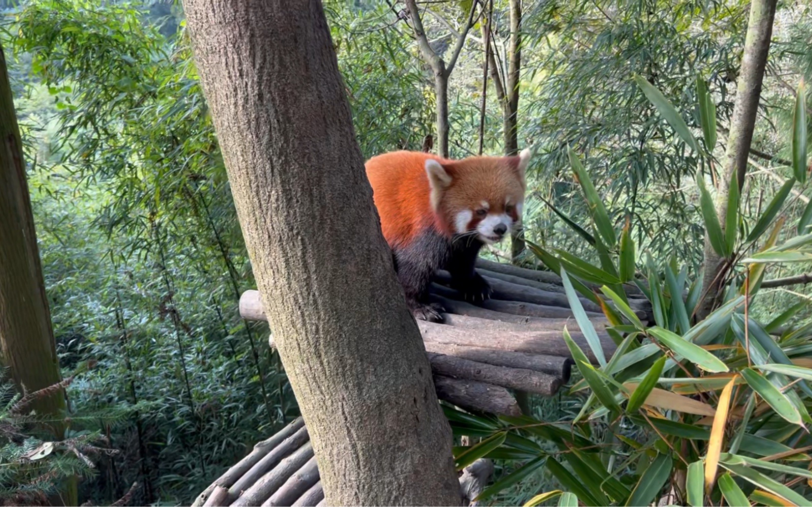 成都熊猫谷的小熊猫