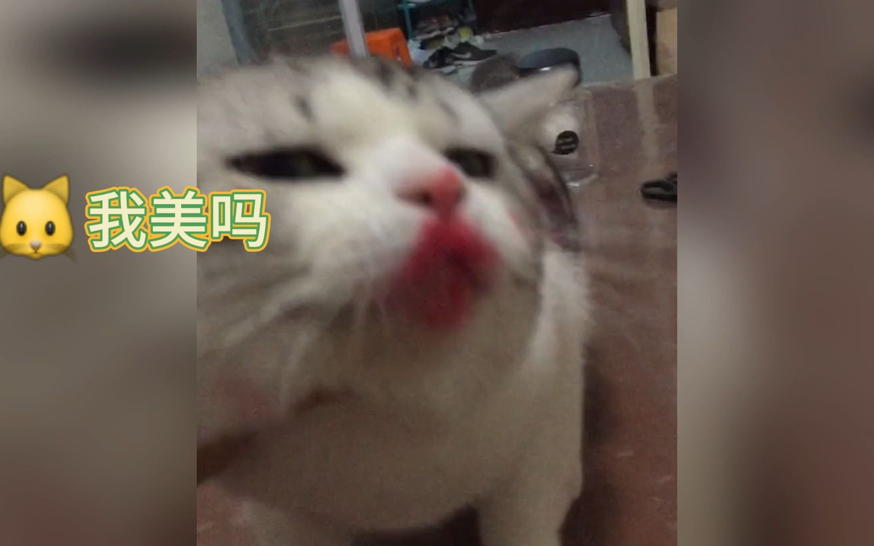 小猫咪的脑袋再想什么哔哩哔哩bilibili