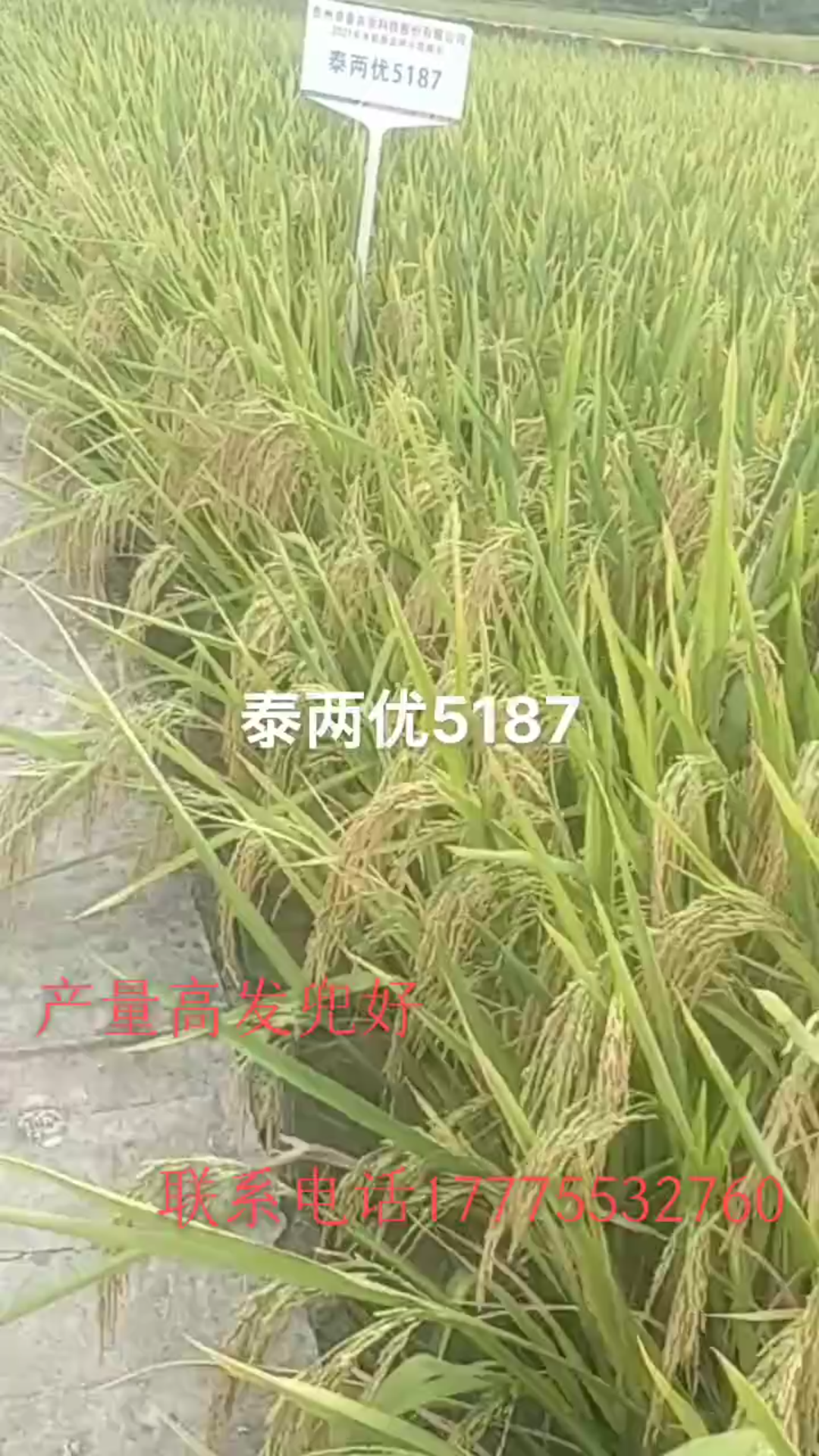 泰两优5187图片