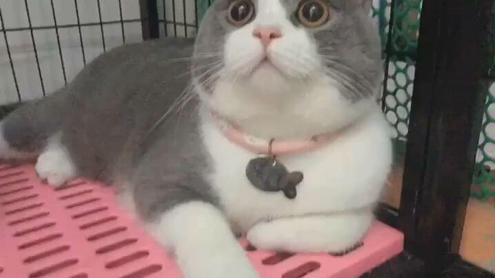 猫猫百科之英短哔哩哔哩bilibili