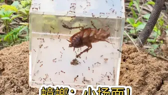 剧毒红火蚁消灭一只蟑螂有多快？