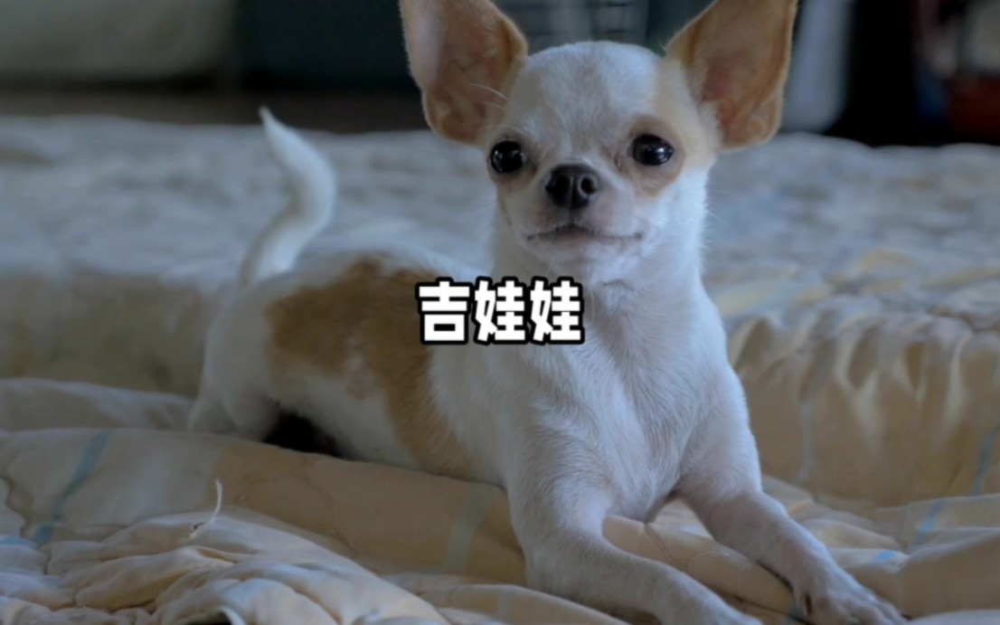 吉娃娃:小型犬种的魅力之选!哔哩哔哩bilibili