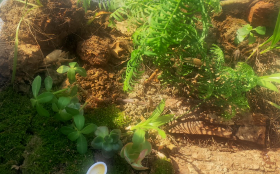 阳光下的生态箱