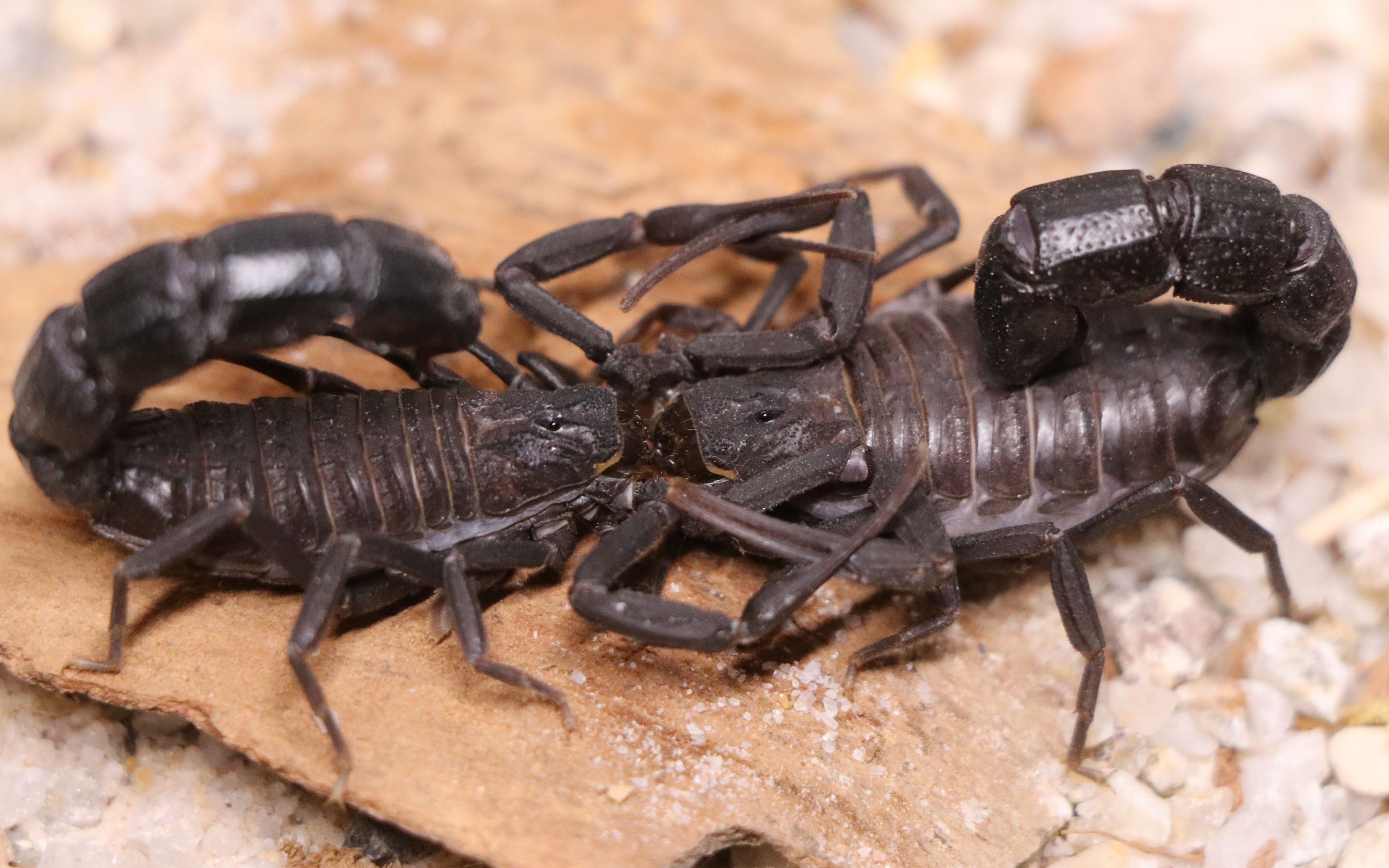 蝎子瑟氏杀人蝎androctonussergenti交配公蝎太墨迹了最后中出的那段