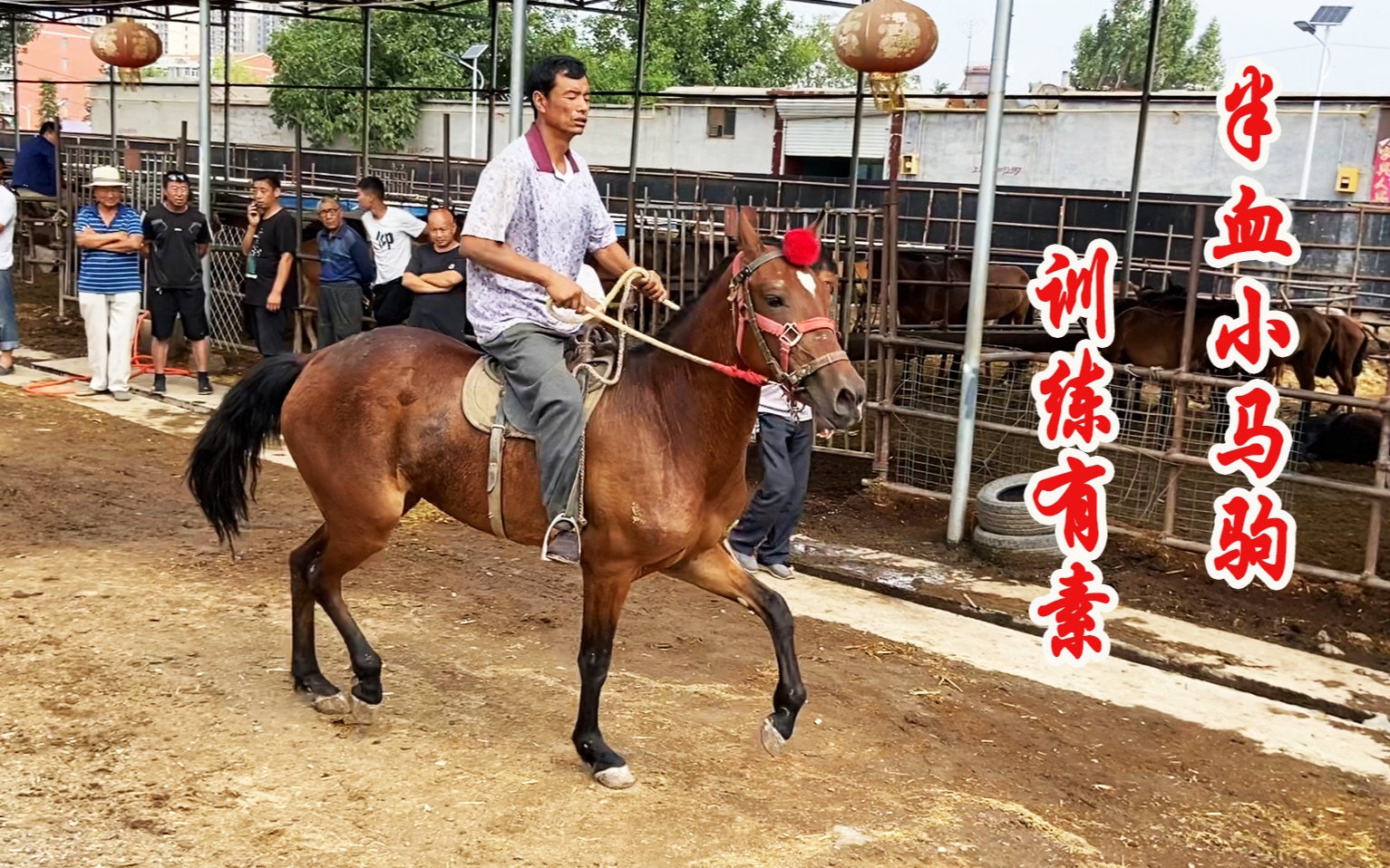 马主人骑着心爱的半血小马驹在市场兜风这匹马真听话训练有素