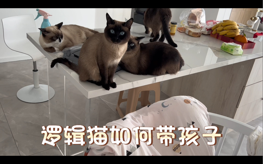 养猫千日用猫一时!之 逻辑猫带娃!哔哩哔哩bilibili