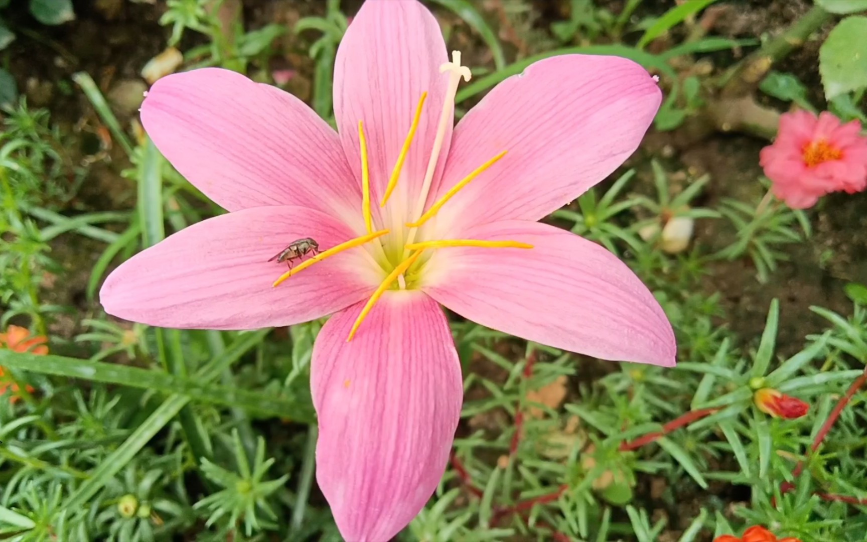 【可爱小花花】这是今天我家开放的一些可爱的小花们!