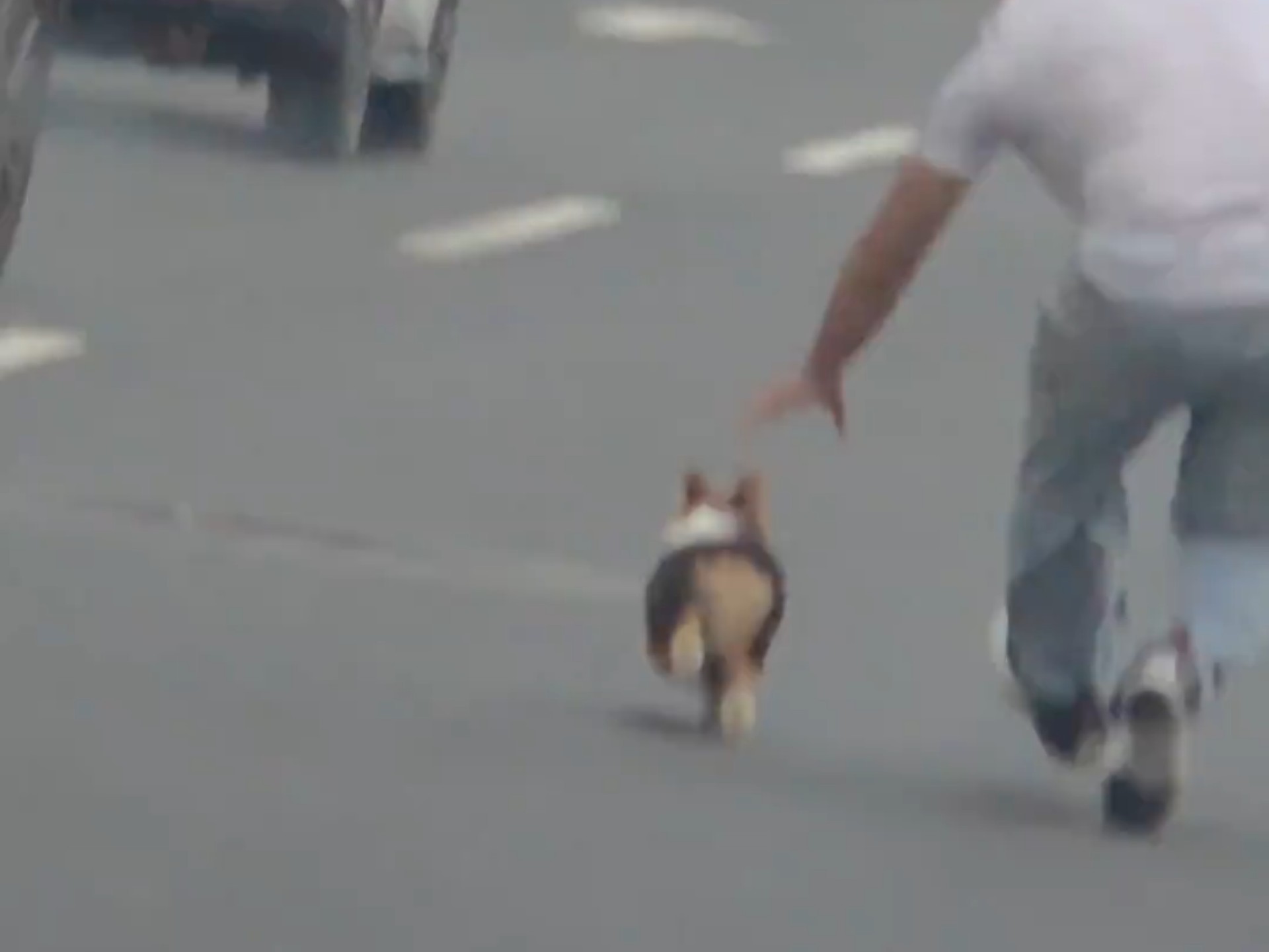 柯基： 看见大哥这两步跑和老嫂子一样！