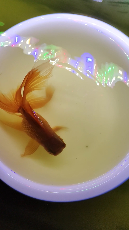 十五,六釐米的鳳尾金魚有多仙氣!傳統金魚-紫鳳尾高頭球