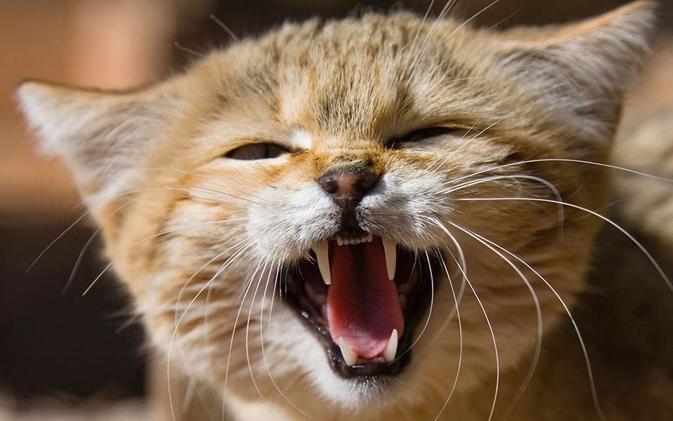 夜半猫叫 问我为什么大晚上不睡觉