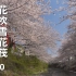 花吹雪＆花筏 恩田川 樱花  hower & Raft Of Cherry Blossoms At Onda River