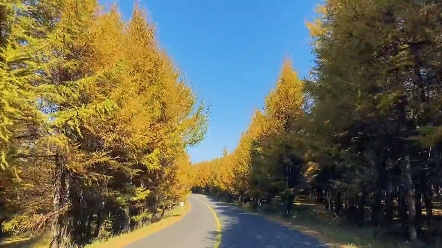 十一草原天路风景怎么样 会堵车吗哔哩哔哩bilibili