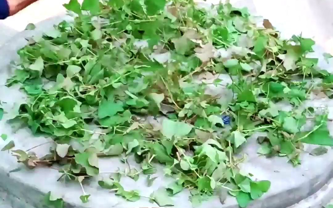 农村的蛇退草_哔哩哔哩_bilibili