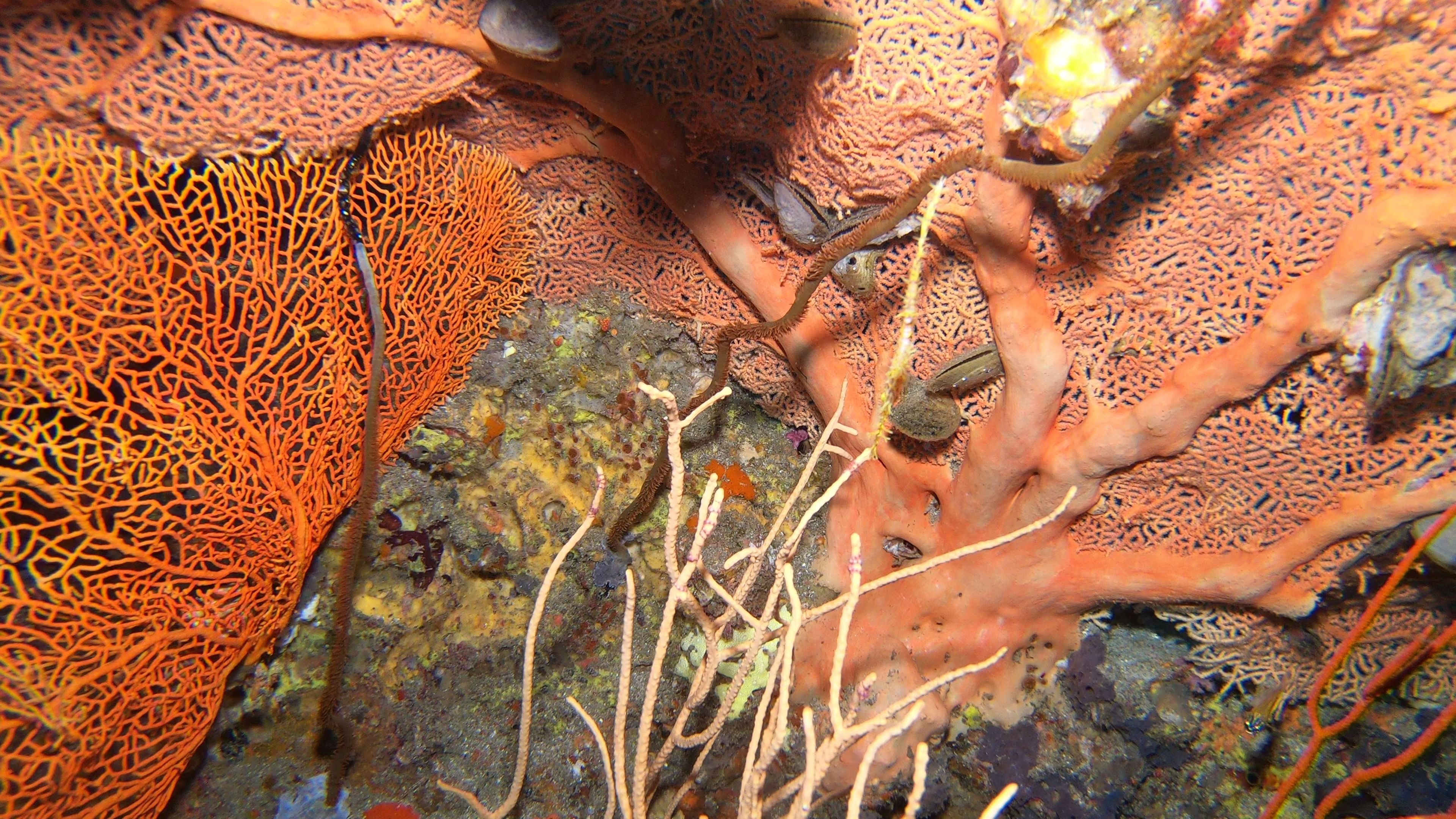 潜水鬼海龙ghostpipefish5d5n斯米兰船宿4k