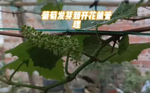 Descargar video: 葡萄发芽到开花前管理