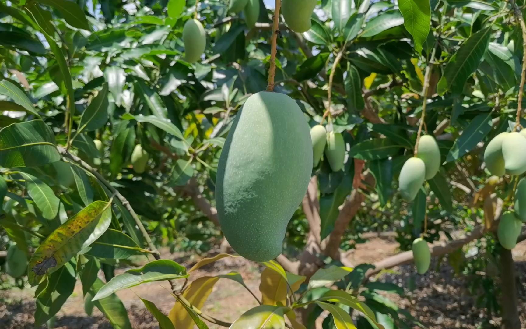 雷三姨正宗广西百色田东桂七芒果山坡红土种植香气独特味甜如蜜