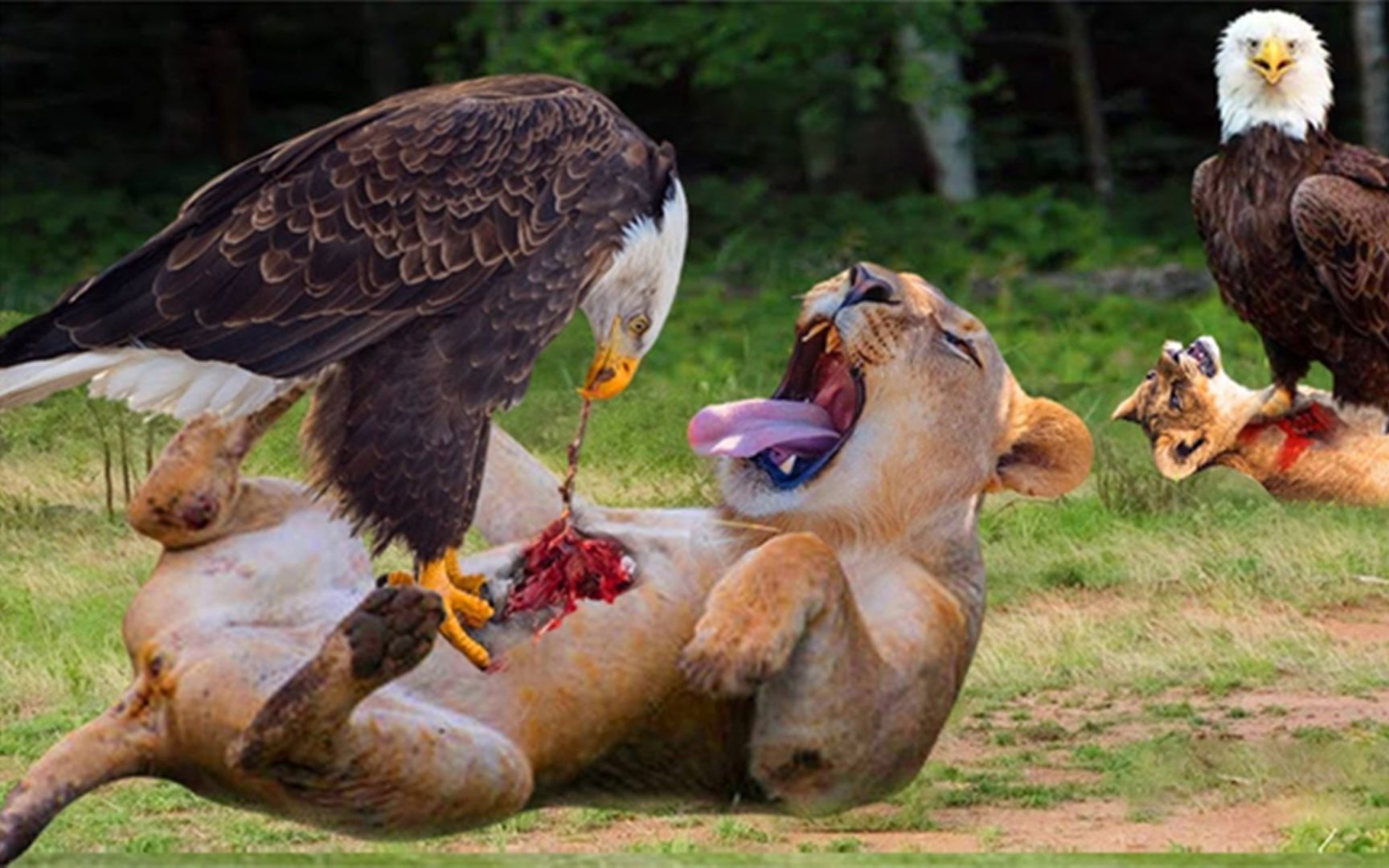 可怕的天空之战,巨鹰俯冲下来,用锋利的喙割开狮子幼崽的胃!