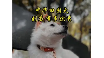 Download Video: 中华田园犬到底有多优秀