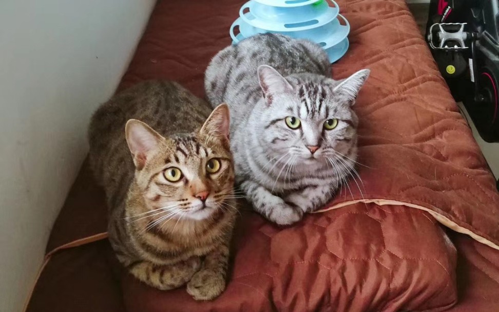 狸花猫两只蓝孩子的出双入对