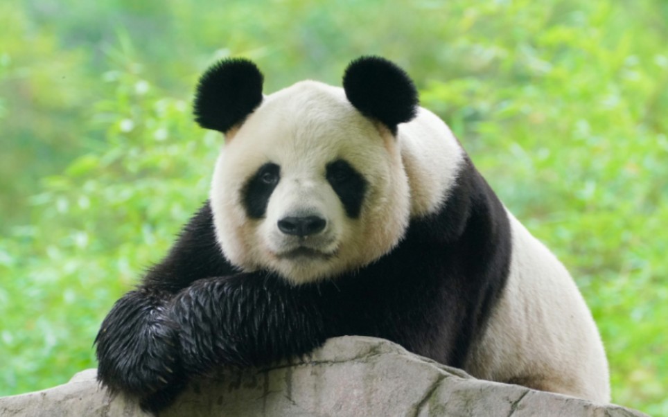 浓颜系帅哥津柯,中心"秘密武器",专治"疑难杂症"