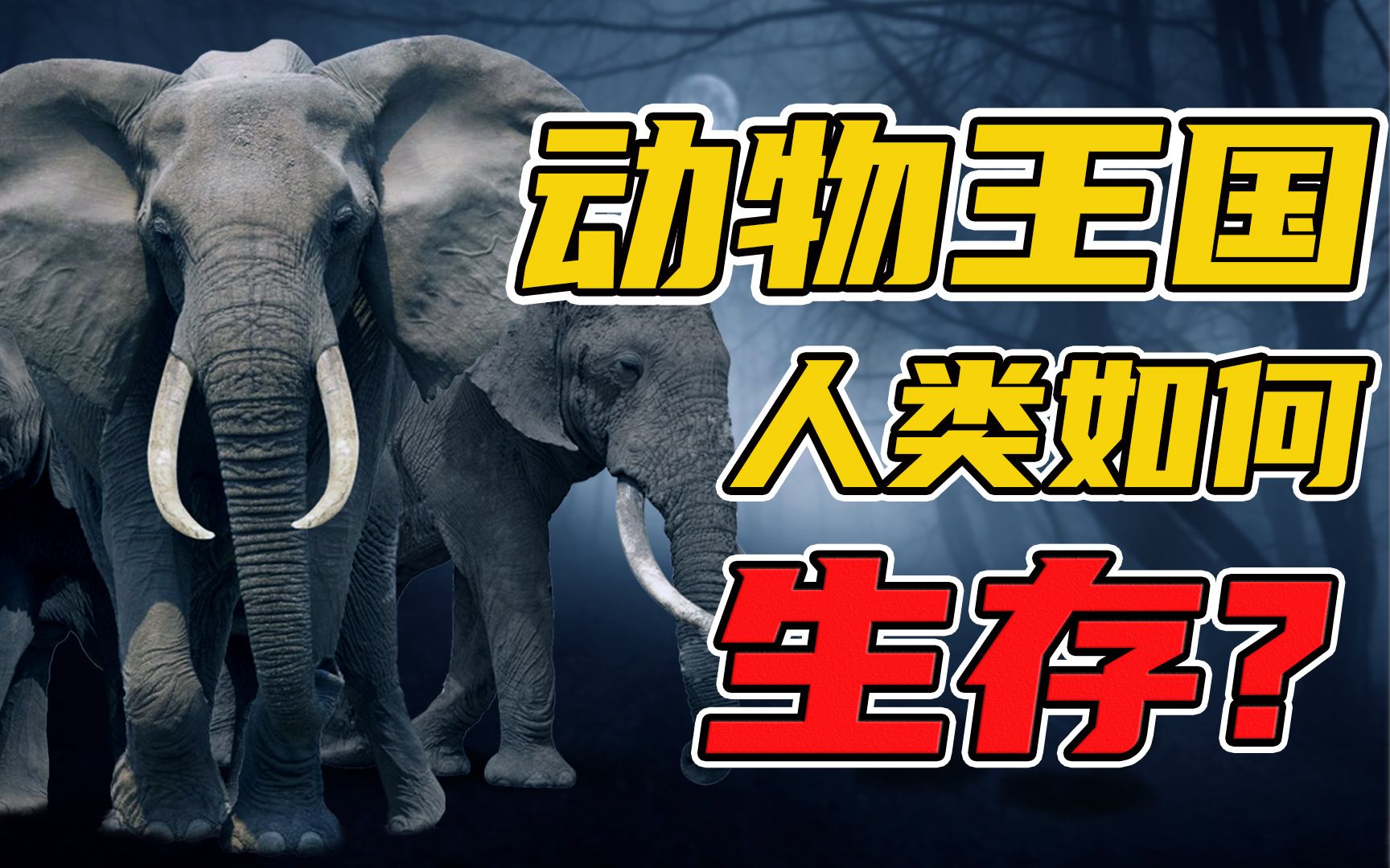 真实的故事:野象践踏下的云南村民,法律保护谁?【法治之下】哔哩哔哩bilibili