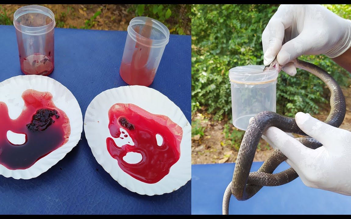 当蛇的毒素进入血液会发生什么?