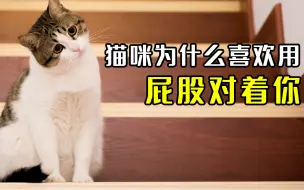 Download Video: 你知道猫咪为什么喜欢用屁股对着你吗？