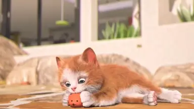 萌猫/-哔哩哔哩_Bilibili