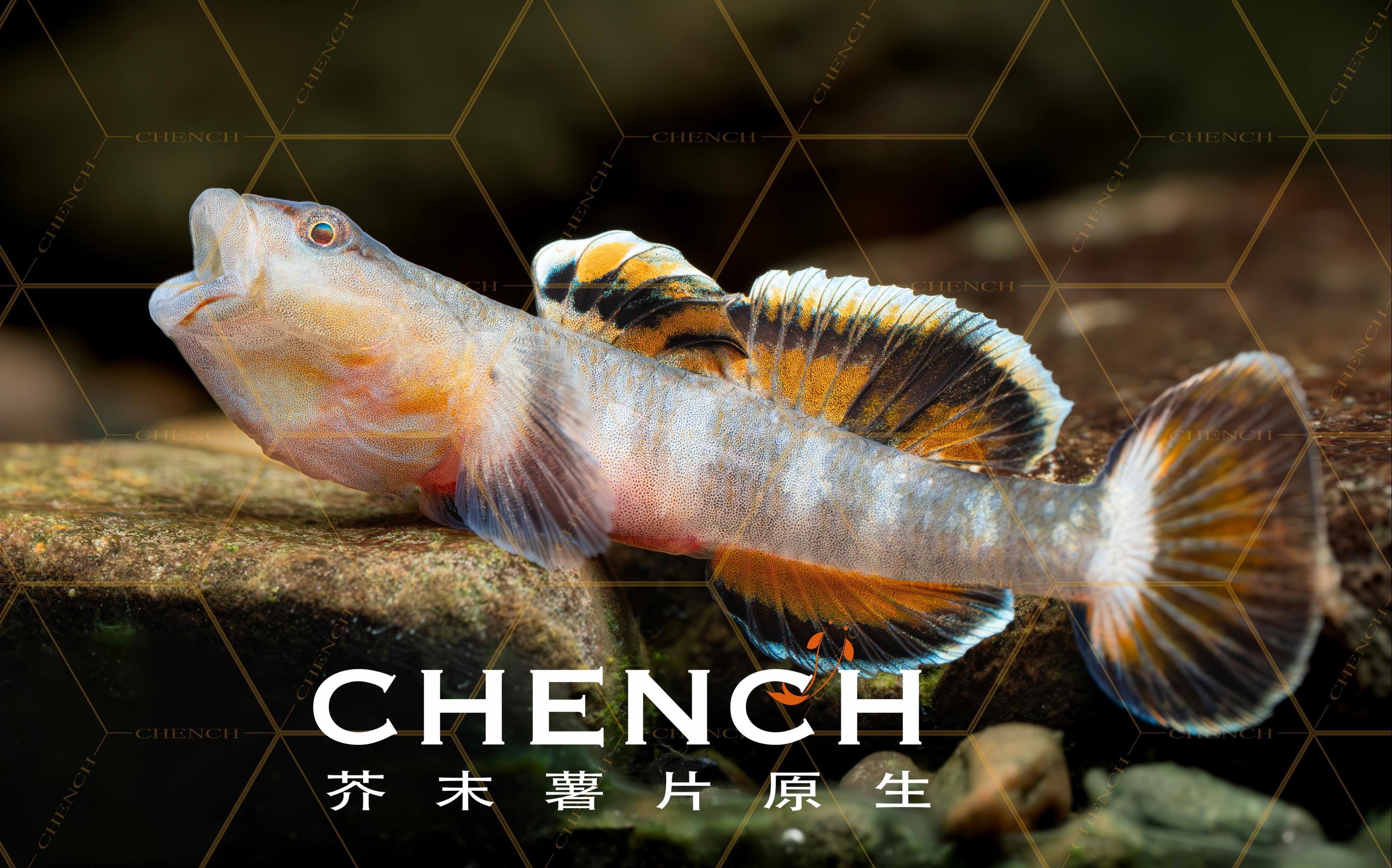 「原生鱼系列」精致的新红吻虾虎