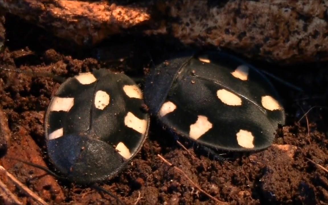 意大利爬友介绍印度多米诺蟑螂-therea petiveriana