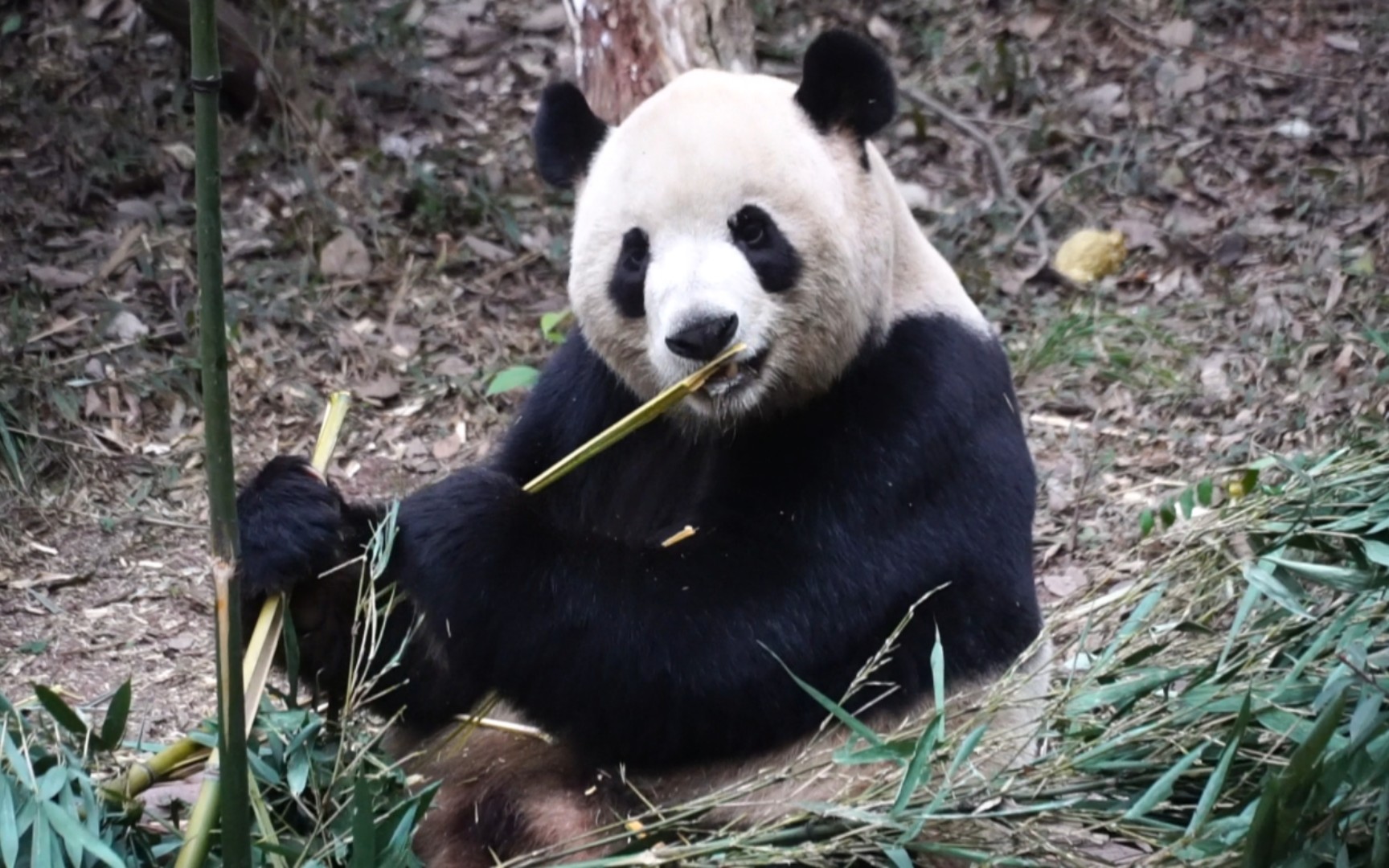 功仔:我只是破个竹 你们大惊小怪啥子?