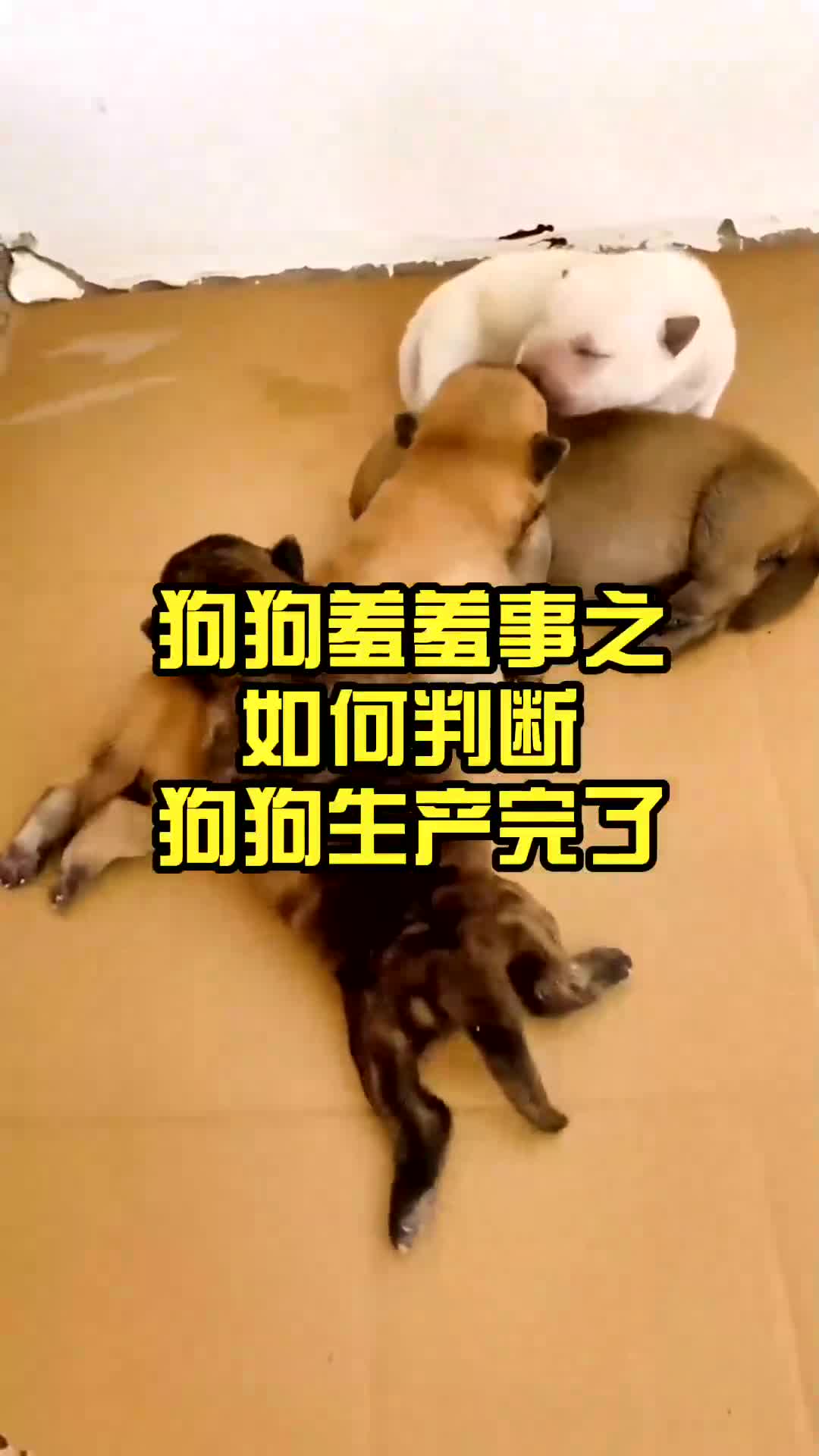 狗狗羞羞事之如何判断狗狗生C完了,哔哩哔哩bilibili