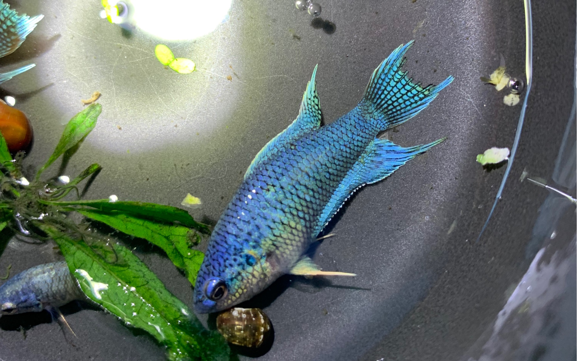 中国斗鱼无纹蓝原生鱼