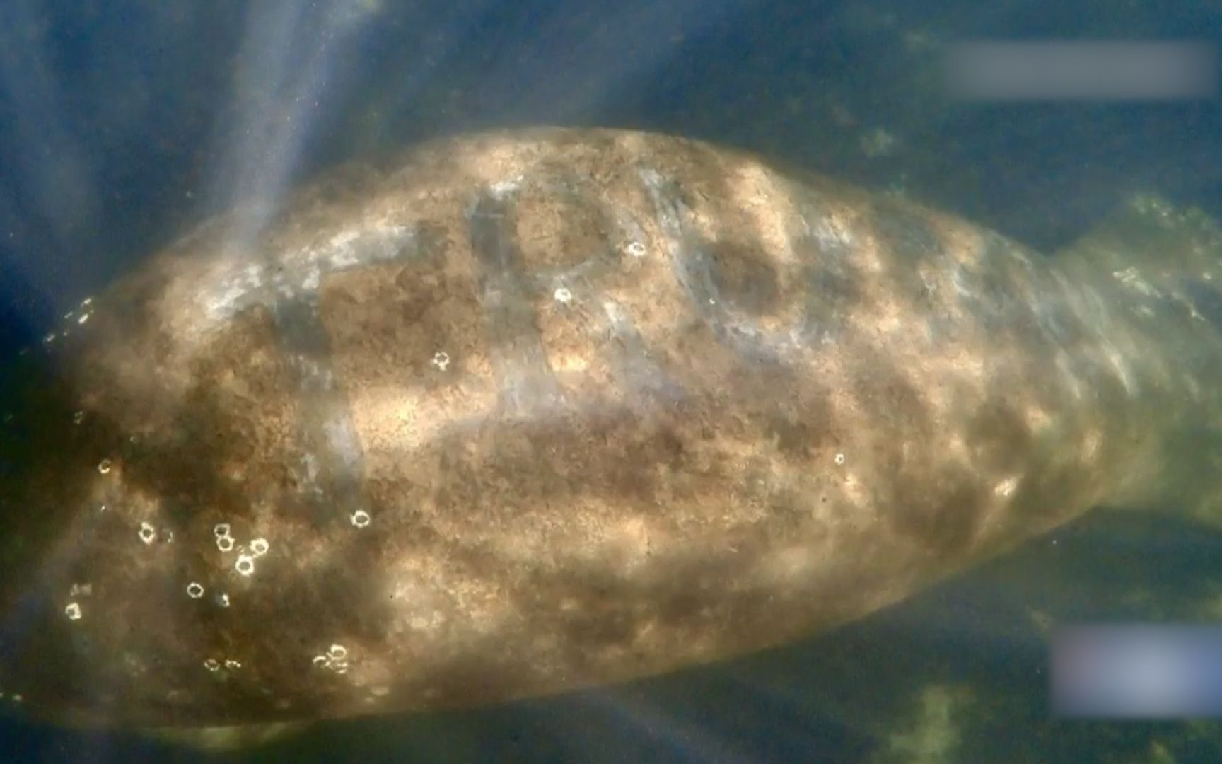 海中生物背上惊现特朗普大名 震惊动物保护部门 官方紧急调查!哔哩哔哩bilibili