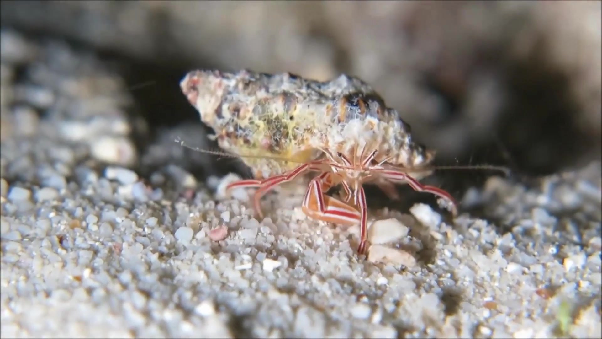 寄居蟹新种,糖果条纹寄居蟹(Candy striped hermit crab)哔哩哔哩bilibili