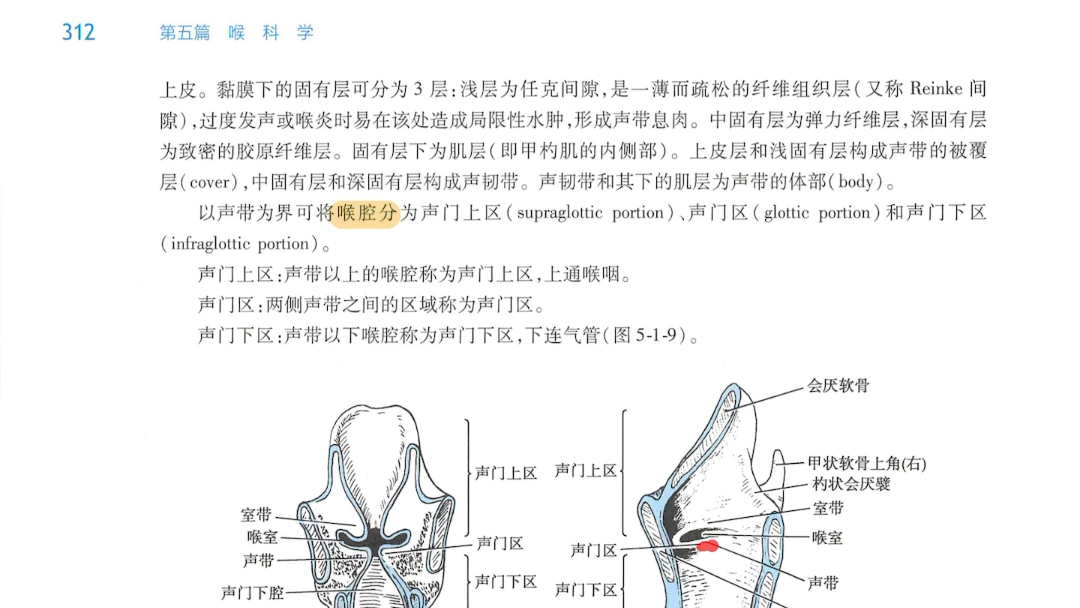 喉室解剖图图片