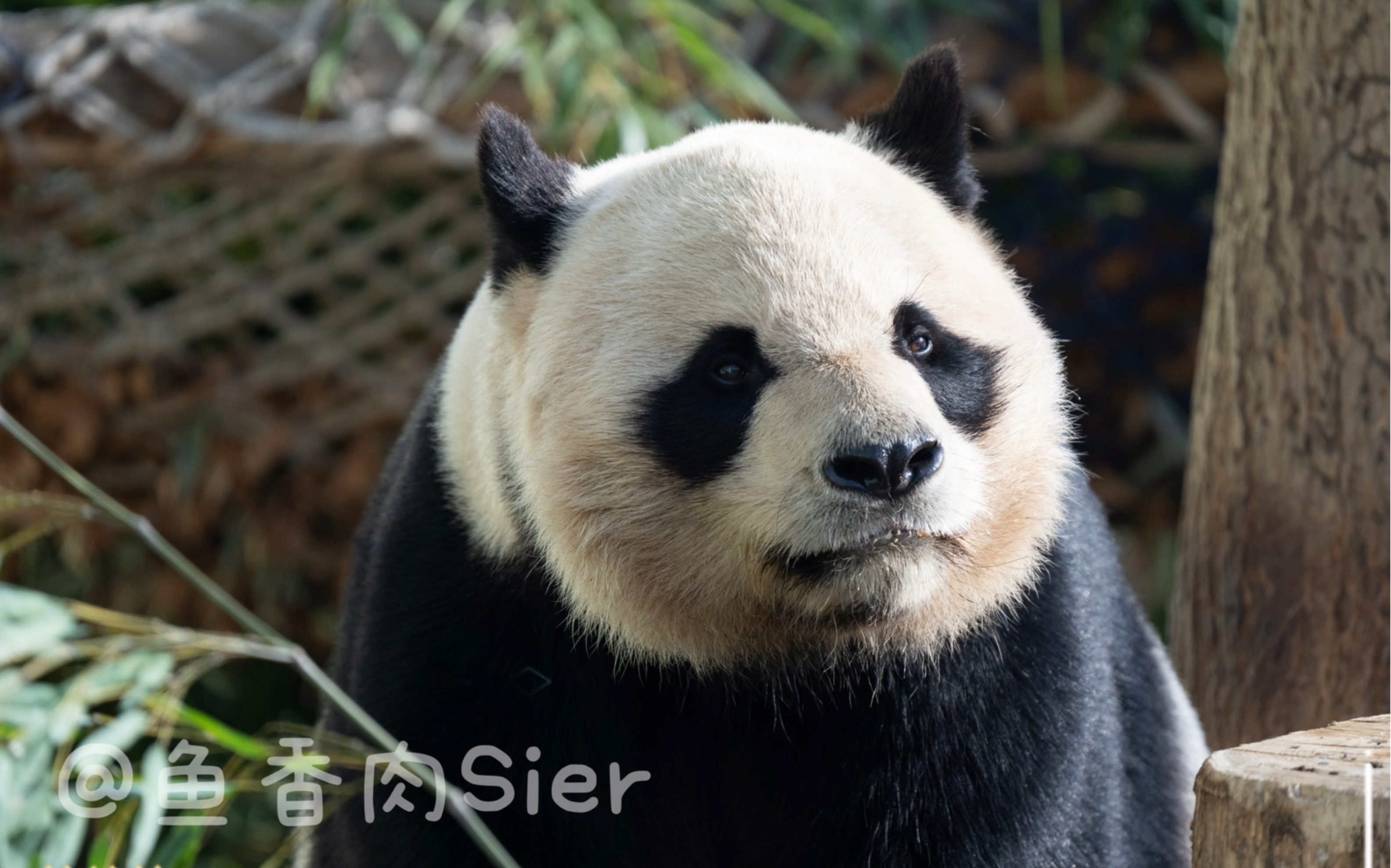 壁纸 大熊猫 动物 3168_1978