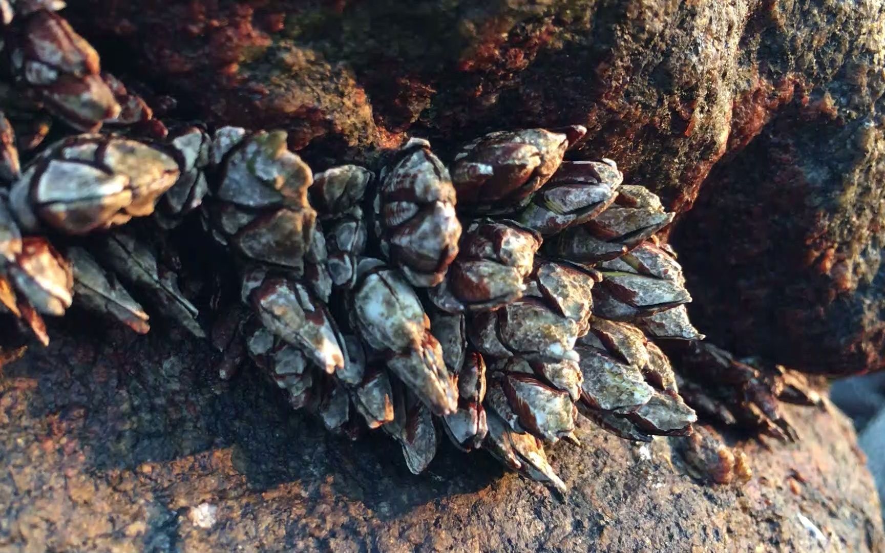 村大少赶海运气大好,在石缝里发现一窝极品佛手螺,这次拔过瘾了