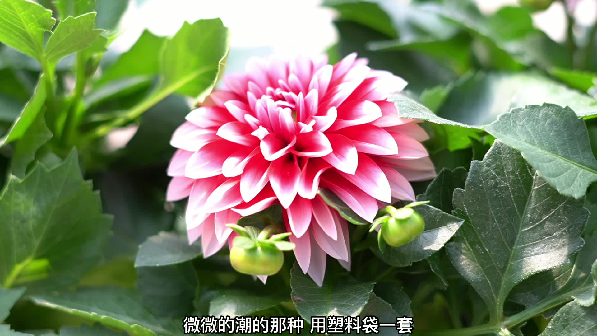 小丽花怎么养?学会这几招,开花又多又漂亮哔哩哔哩bilibili