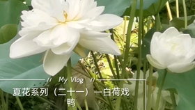 夏花系列 二十一 白荷戏鸭风姿绰约的白荷 亭亭玉立于水中 为什么那只鸭子 一定要在它身旁梳洗羽毛 徘徊不去 哔哩哔哩
