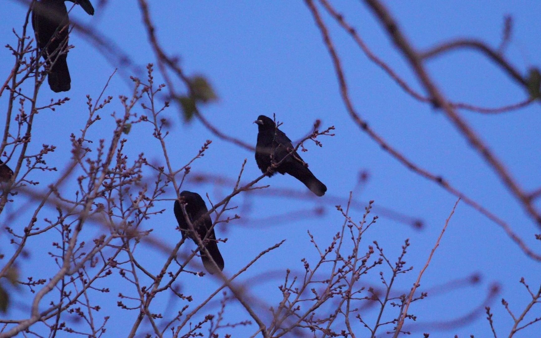 21-11-22 北师大 秃鼻乌鸦